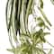 12 Pack: Light Green Variegated Spider Bush by Ashland®